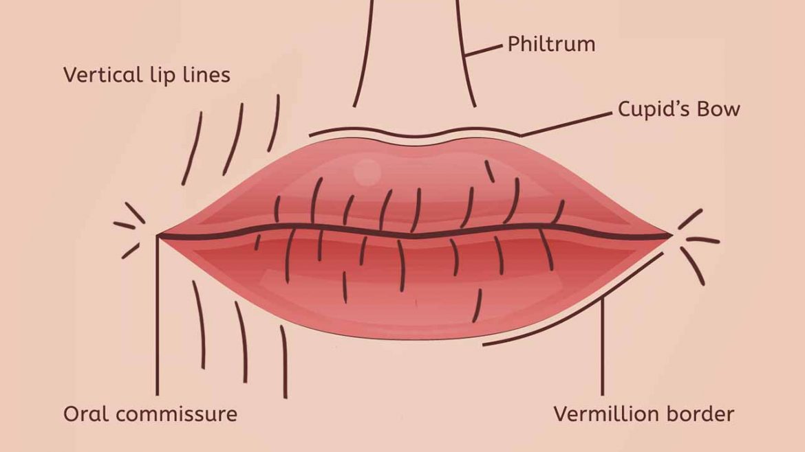 Lip Lines